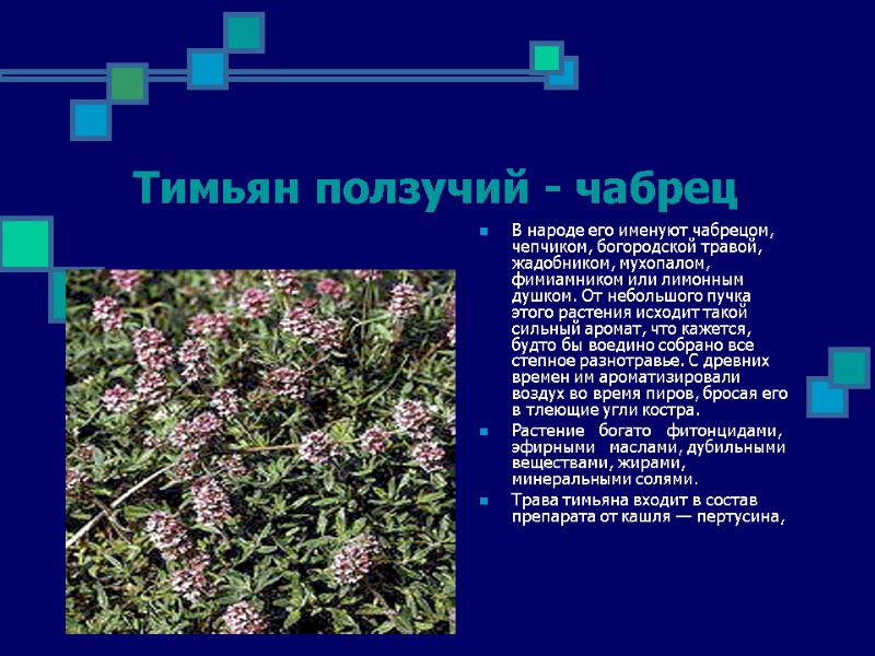 Тимьян ползучий - чабрец В народе его именуют чабрецом, чепчиком, бо­городской травой, жадобником, мухопалом,